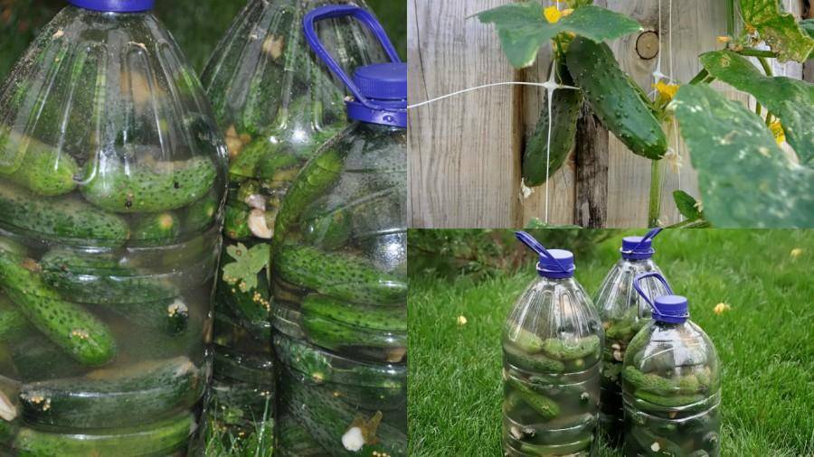 Как посадить огурцы в 5 литровые бутылки? видео — как сажать огурцы в пластиковые 5 литровые бутылки — про огород