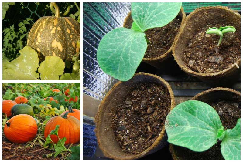 Выращивание тыквы в открытом грунте: правила, особенности ухода, советы
