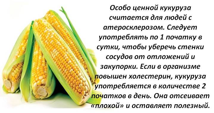 Кукуруза: польза и вред для организма человека, вареная