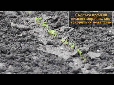 Как ускорить прорастание семян? / асиенда.ру