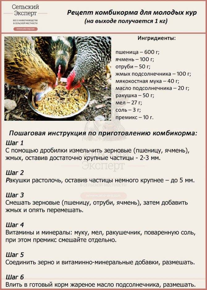 Рецепт приготовления мешанки для кур в домашних условиях