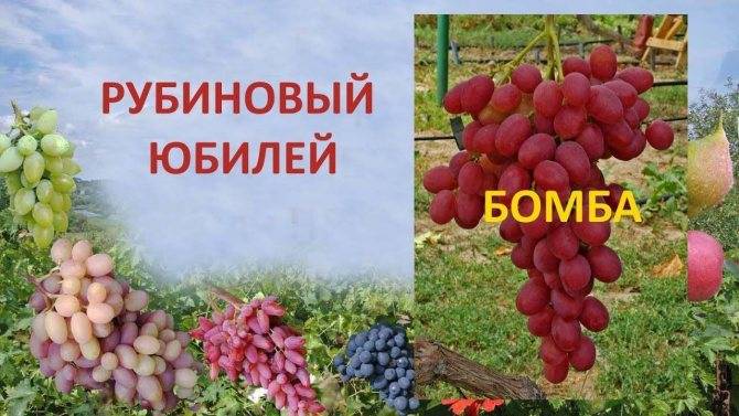 Виноград «рубиновый юбилей»