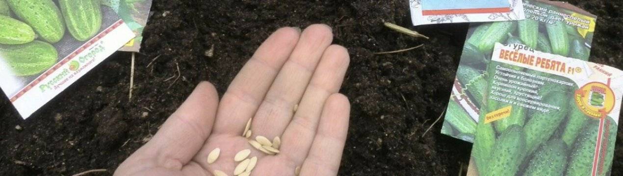 Когда и как сажать огурцы семенами в грунт: видео и дачные советы — как сажать семена огурцов в открытый грунт