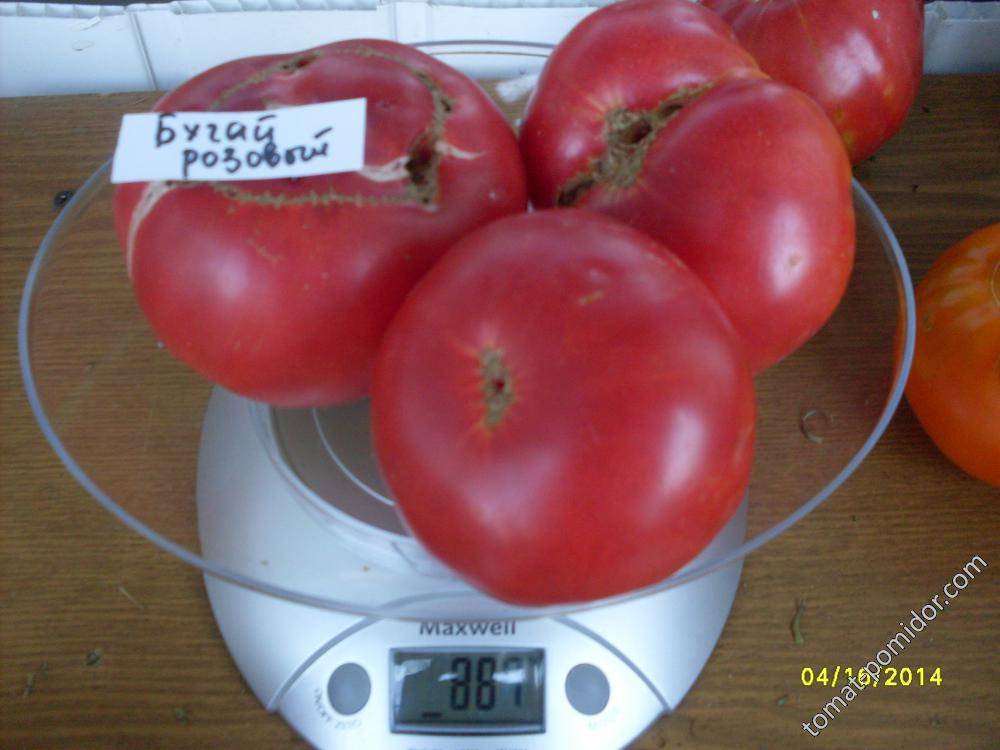 Томат бугай красный: отзывы об урожайности и фото семян помидоров от фирмы сибирский сад, описание и характеристики сорта