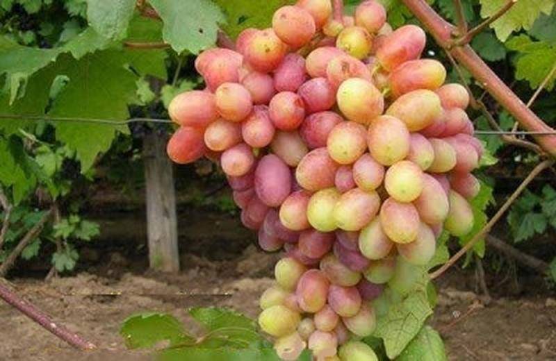Виноград «преображение»: характеристика и описание