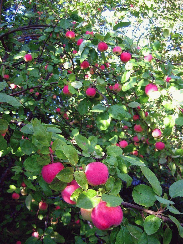 Яблоня июльское черненко: описание, фото, отзывы﻿