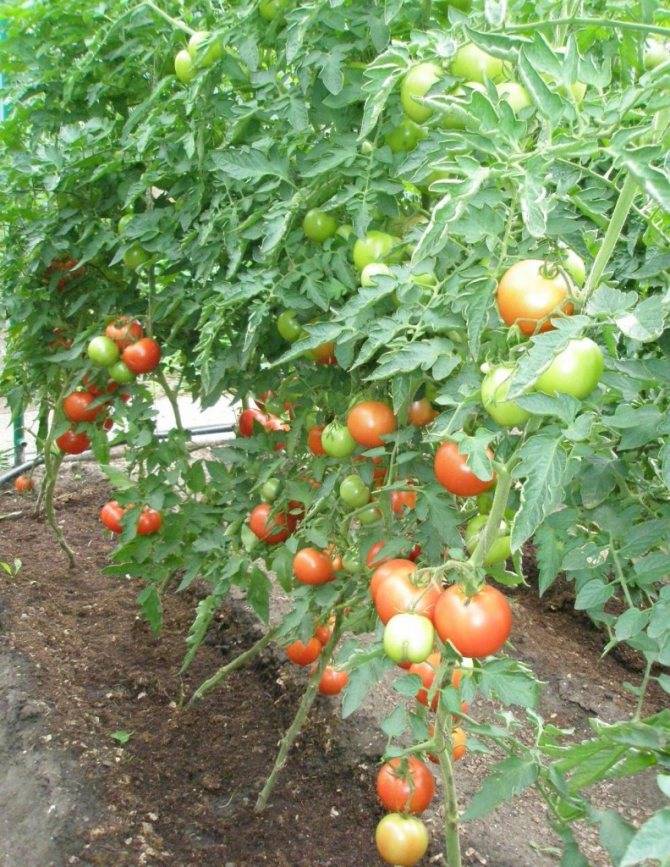 Сорт томата пинк парадайз f1: описание и условия выращивания
