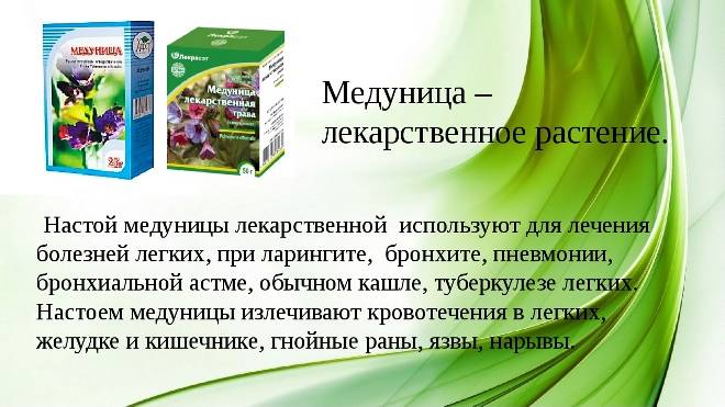 Лечебные свойства и противопоказания травы медуницы, правила применения