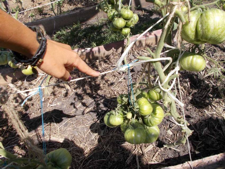 Агротехника выращивания томатов в теплице: правильный уход и удобрение