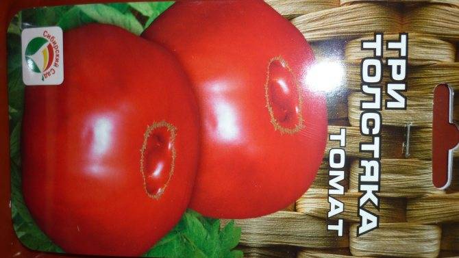 Томат три толстяка: отзывы об урожайности, характеристика и описание сорта, фото помидоров