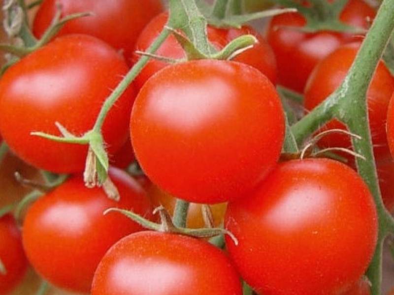 Лучшие низкорослые томаты для открытого грунта и теплицы без пасынкования - для средней полосы россии, сибири и урала