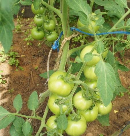Томат надежда f1: отзывы огородников со стажем, фото полученного урожая помидоров, описание сорта, его преимущества и недостатки