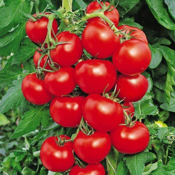 Томат денежный мешок: характеристика и описание сорта, урожайность, отзывы – все о помидорках