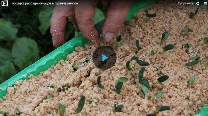 Способы проращивания семян огурцов: быстрые, простые, не требующие особых навыков