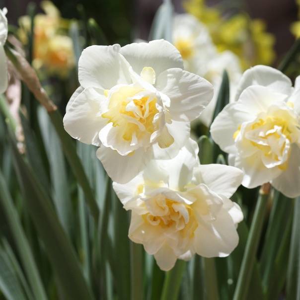 Нарцисс реплит: характеристика и особенности выращивания