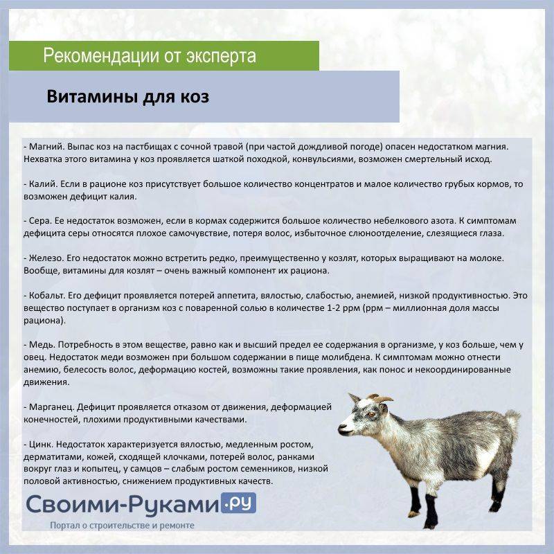 ᐉ как повысить удой молока у козы - советы фермерам - zooon.ru