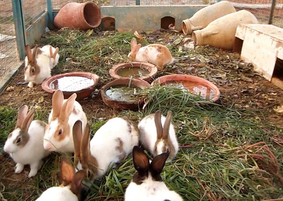 Кролик карликовый баран: описание породы, фото, особенности содержания и разведения, отзывы