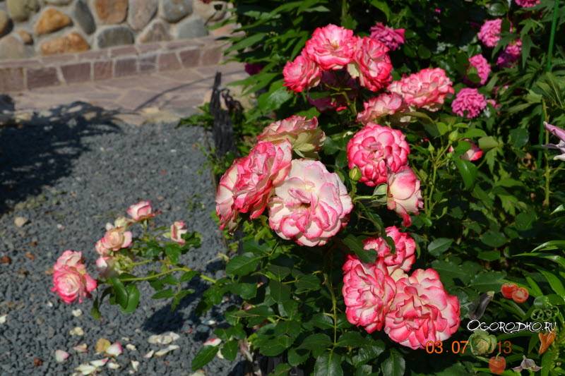 О розе юбилей принца монако (jubile du prince de monaco), сорт розы флорибунда