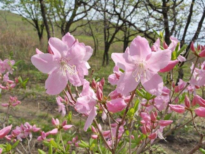Рододендрон шлиппенбаха - rhododendron schlippenbachii - описание таксона - плантариум