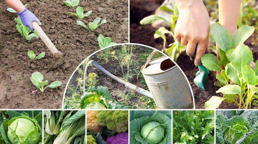 Важные особенности выращивания капусты в открытом грунте и ухода за ней