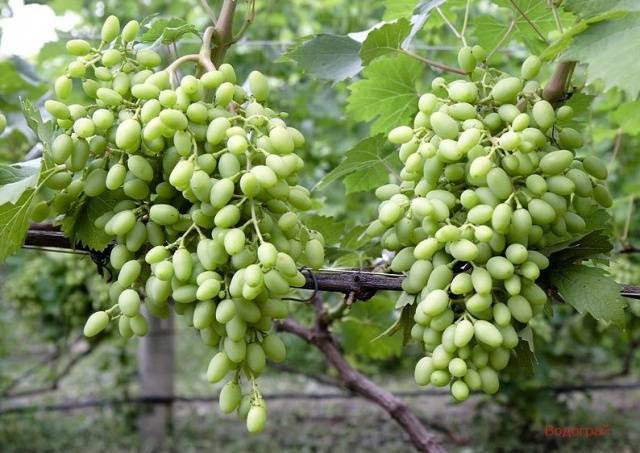 Виноград арочный: описание сорта, фото, отзывы, характеристики и технология выращивания