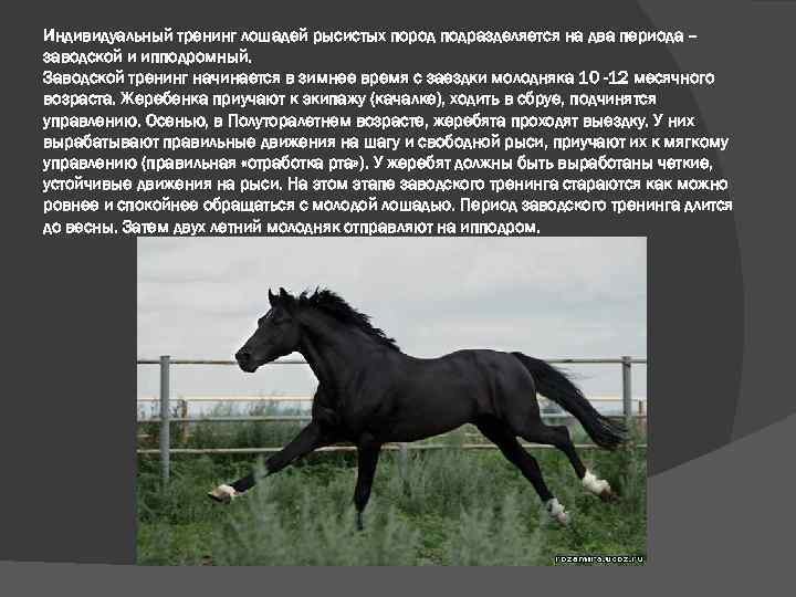 ᐉ французский рысак - особенности породы лошадей, их содержание, разведение - zooon.ru