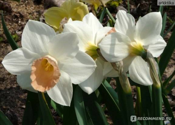 Нарциссы махровые: топ-5 популярных сортов с описанием, фото цветков с названиями