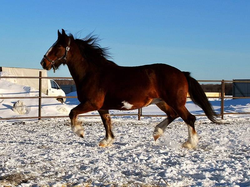 Чем отличаются лошади-тяжеловозы от других пород коней?