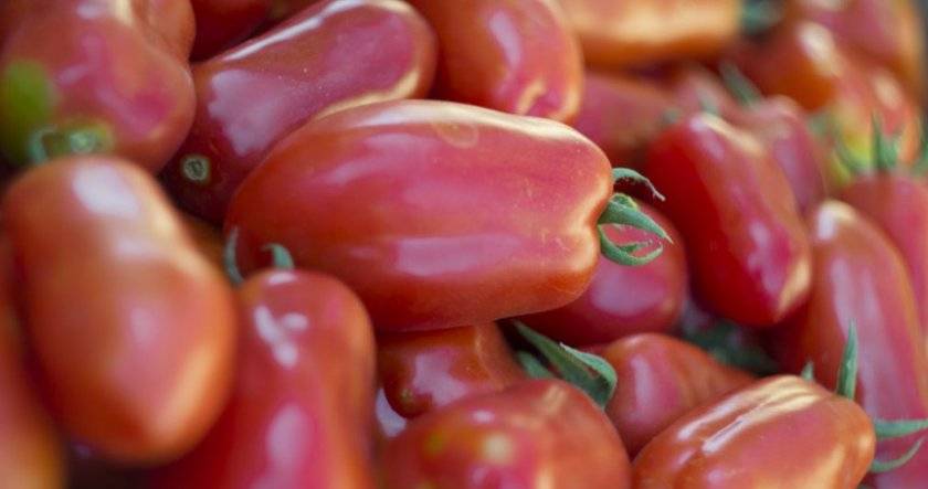 Характеристика сорта томата Факел, его урожайность