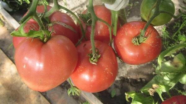 Ленивый способ выращивания помидор