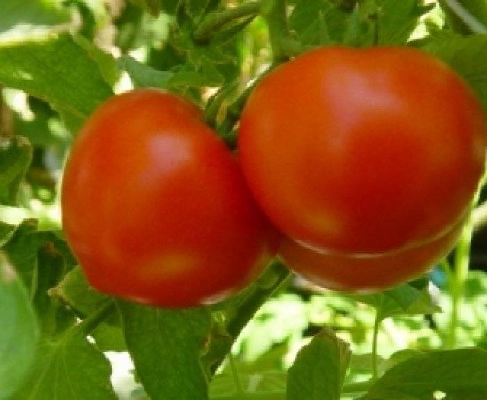 Сорт томатов "невский" : подробное описание, характеристики плодов, достоинства и недостатки помидор
