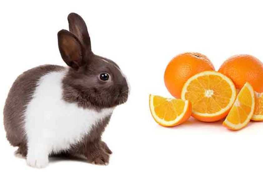 Можно ли скармливать кроликам петрушку и укроп с огорода: нормы кормления