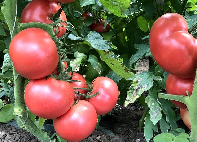 Характеристика и описание сорта томата Пинк уникум, его урожайность