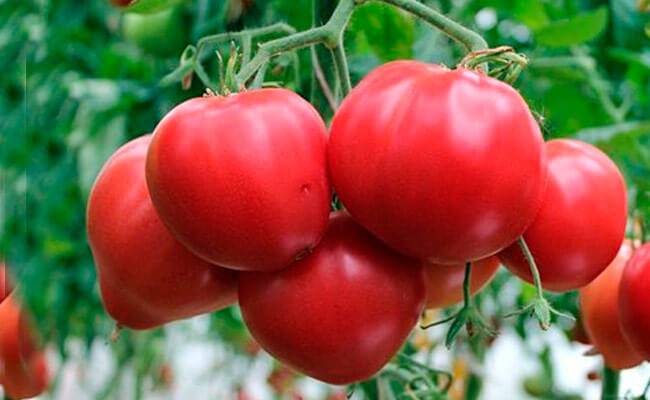 Качественный гибрид с гигантскими плодами — помидоры красный буйвол f1: описание и характеристика