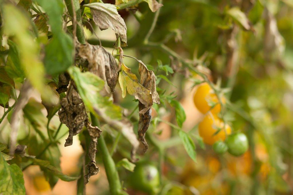 Фитофтора на помидорах в открытом грунте как бороться видео