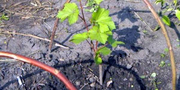 Выращивание винограда из черенков – сайт о винограде и вине