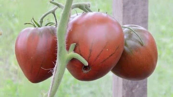 Холодостойкий томат с именем огненное сердце f1: общее описание, агротехника, отзывы
