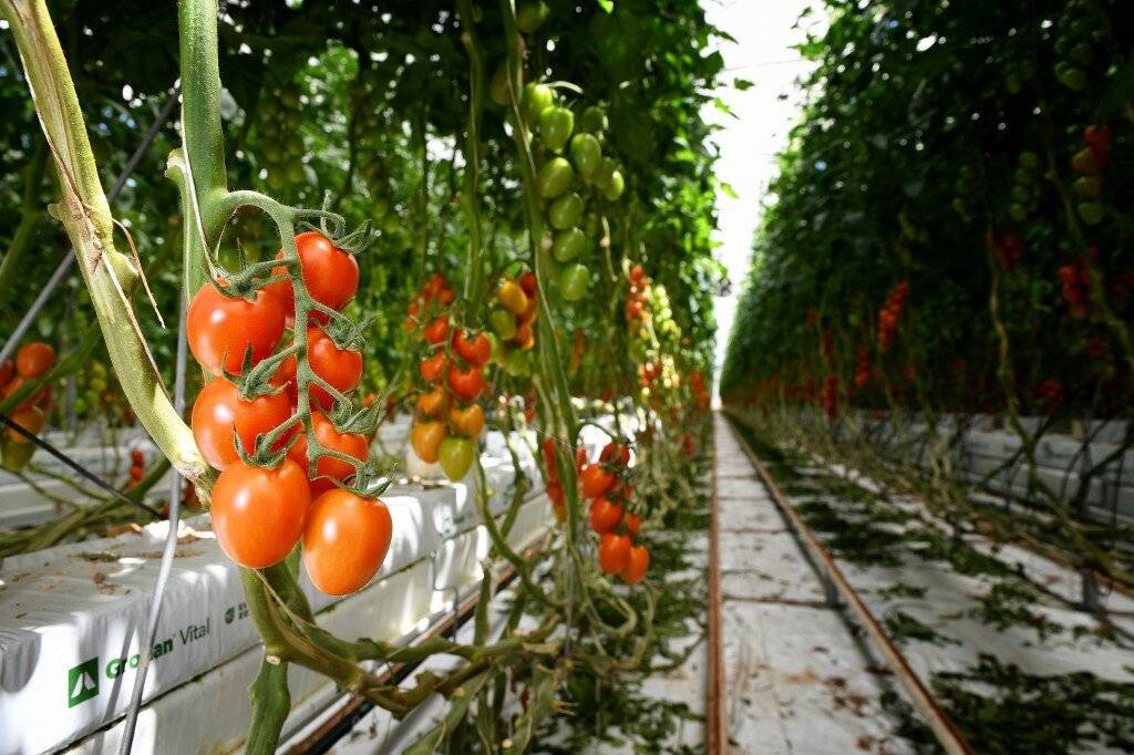 ✅ выращивание помидор на гидропонике - питомник46.рф