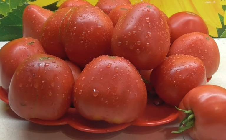 Пудовик или севрюга — характеристика сорта томатов, правила выращивания