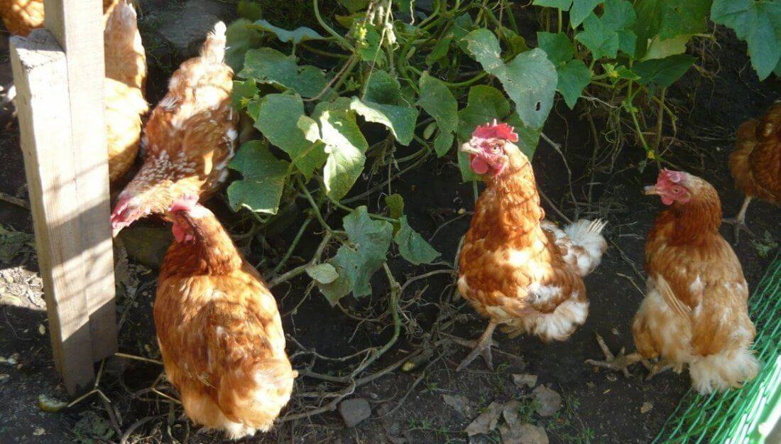 Особенности ухода и разведения куриц породы браун ник