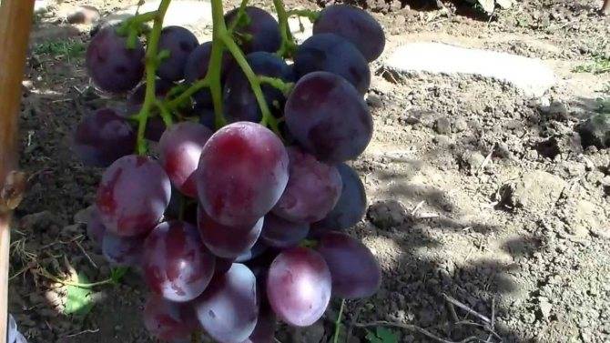 Всё о сорте винограда «низина» от особенностей выращивания до фото и отзывов о нем