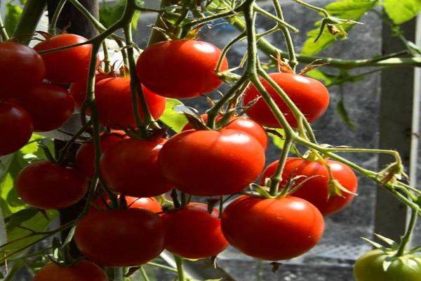 Томат "зимняя вишня" : подробное описание этого сорта помидор f1, его характеристики и фото, а также советы по выращиванию