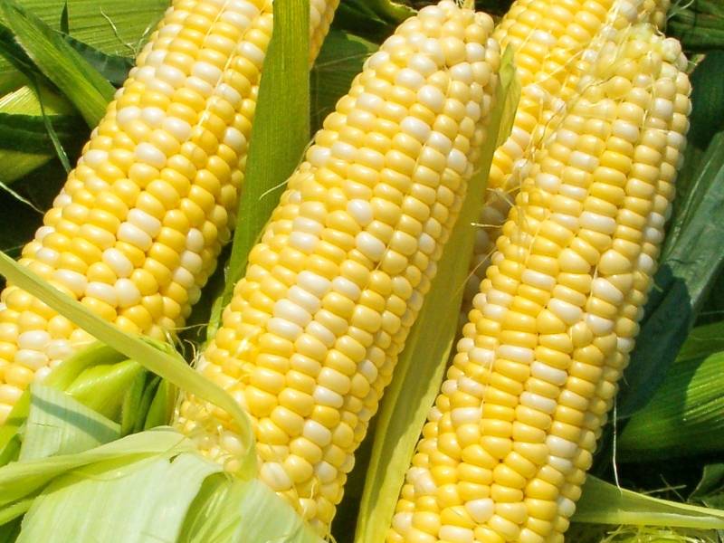 Сорт кукурузы для попкорна как называются выращивание и хранение с фото