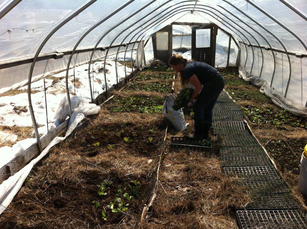 Как выращивать и ухаживать за кабачками в теплице из поликарбоната - всё про сады