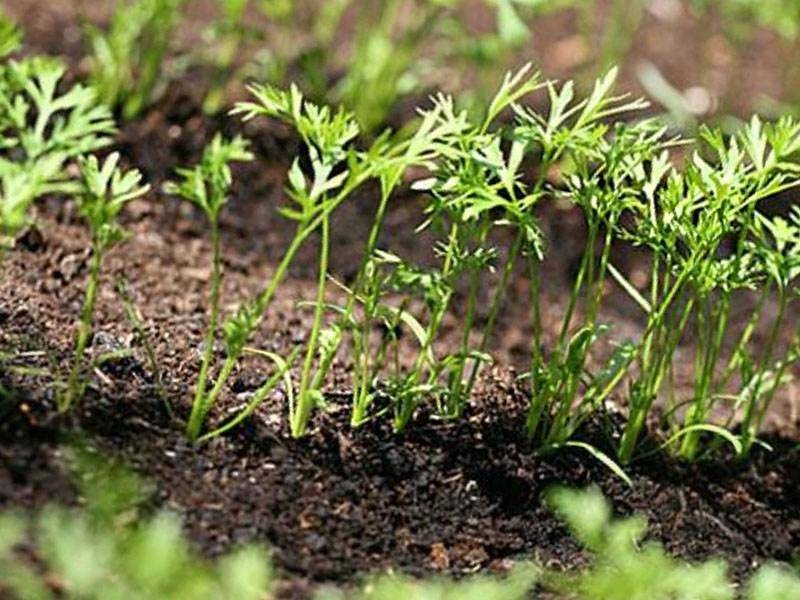 Как ускорить прорастание семян: замачивание, проращивание и другие приемы - дачные советы.ру