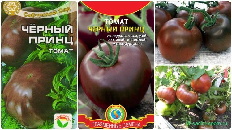 Томат черная гроздь f1: описание, характеристика, урожайность сорта, особенности выращивания, отзывы, фото