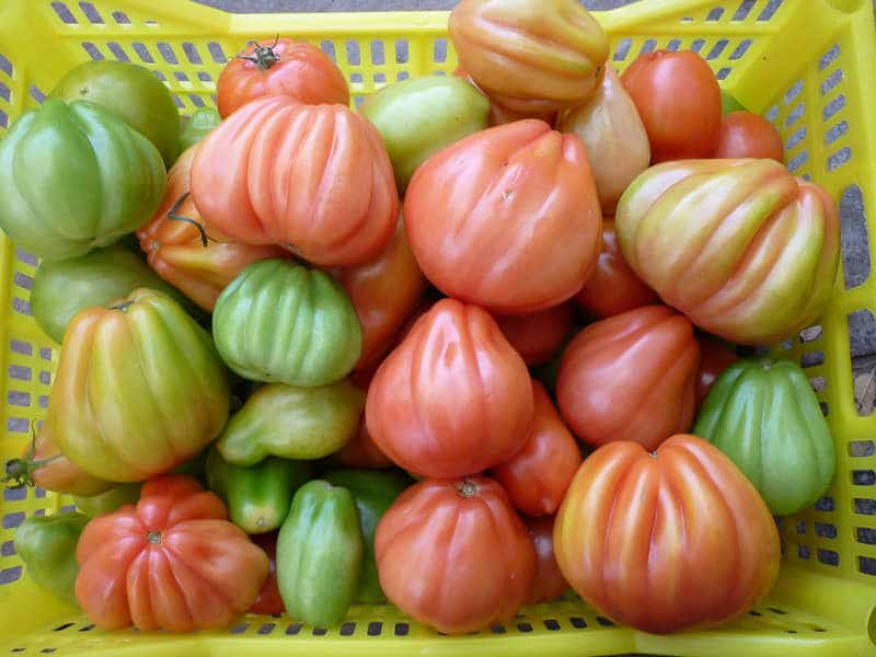 Какие особенности имеют томаты розовый и красный инжир