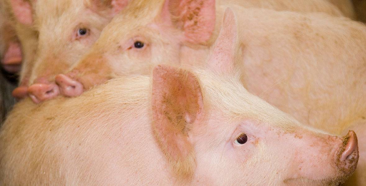 Болезнь ауески у свиней: пути заражения, симптомы и лечение, профилактика