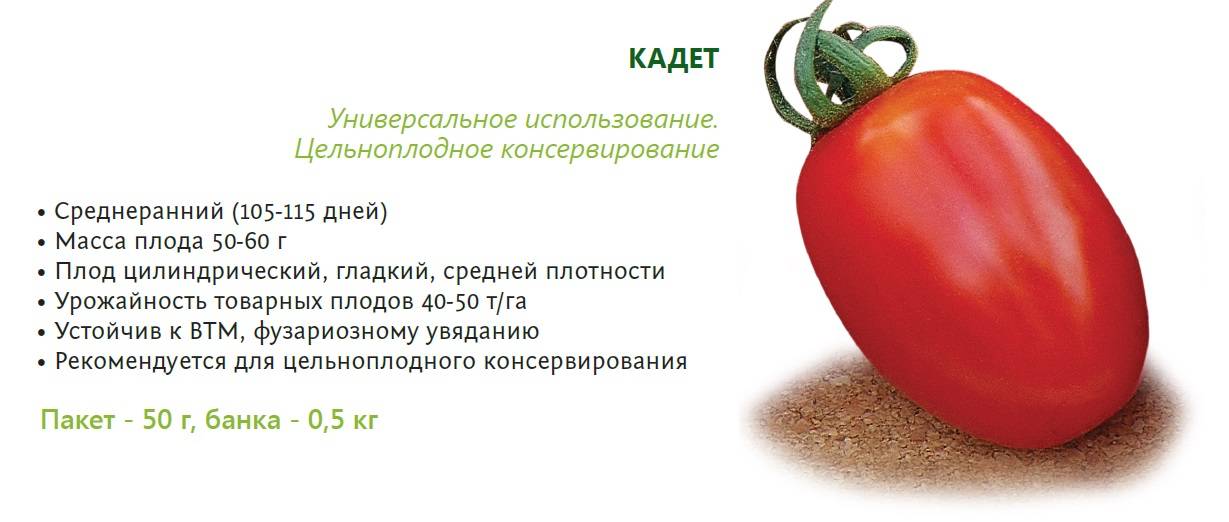 Томат дачник: описание и характеристика сорта, отзывы, фото, урожайность | tomatland.ru