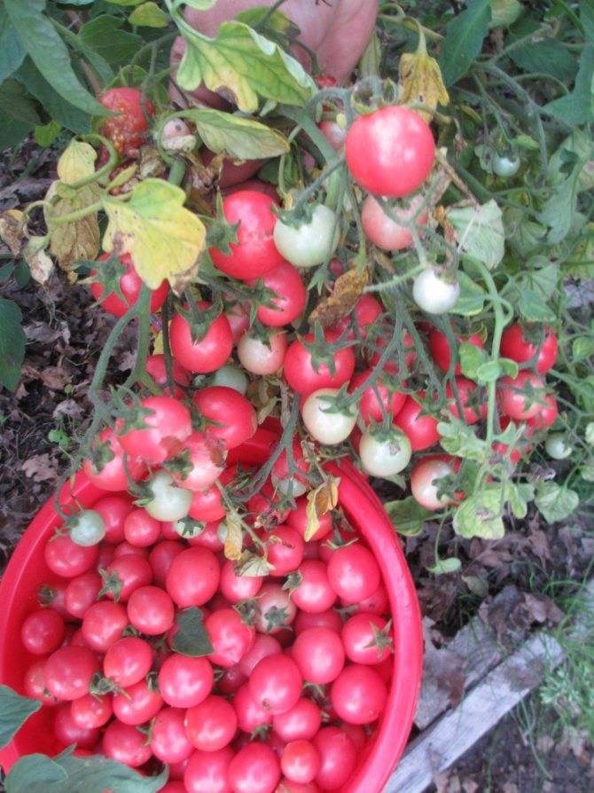 Томат «розовая жемчужина»: описание сорта помидора с фото